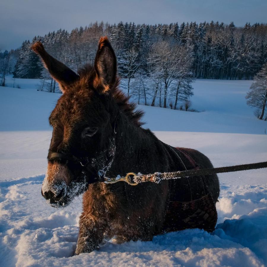 Moosmuehle Allgaeu Untrasried Екстериор снимка